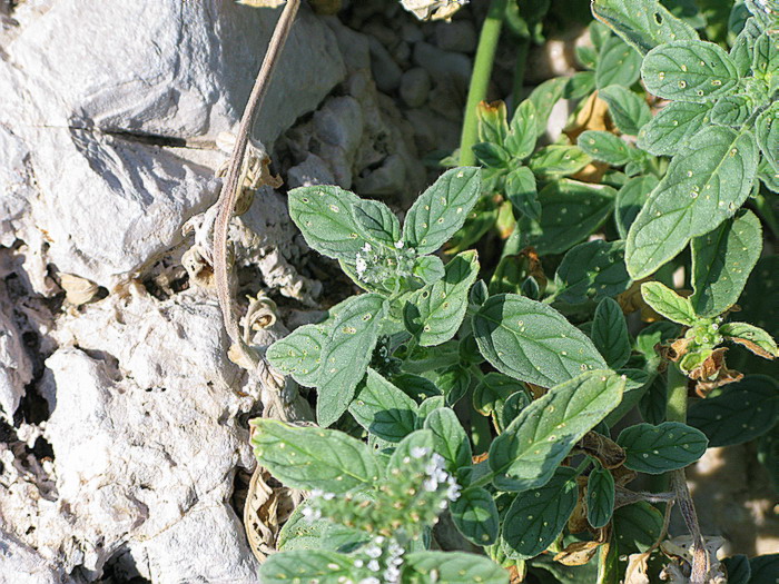 Tra ghi schizzi di mare...Glaucium flavum e Heliotropium...